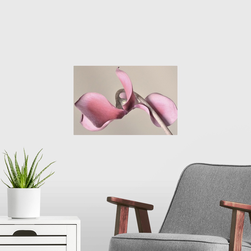 A modern room featuring Macro photo of a pink flower with petals curling around its stem.