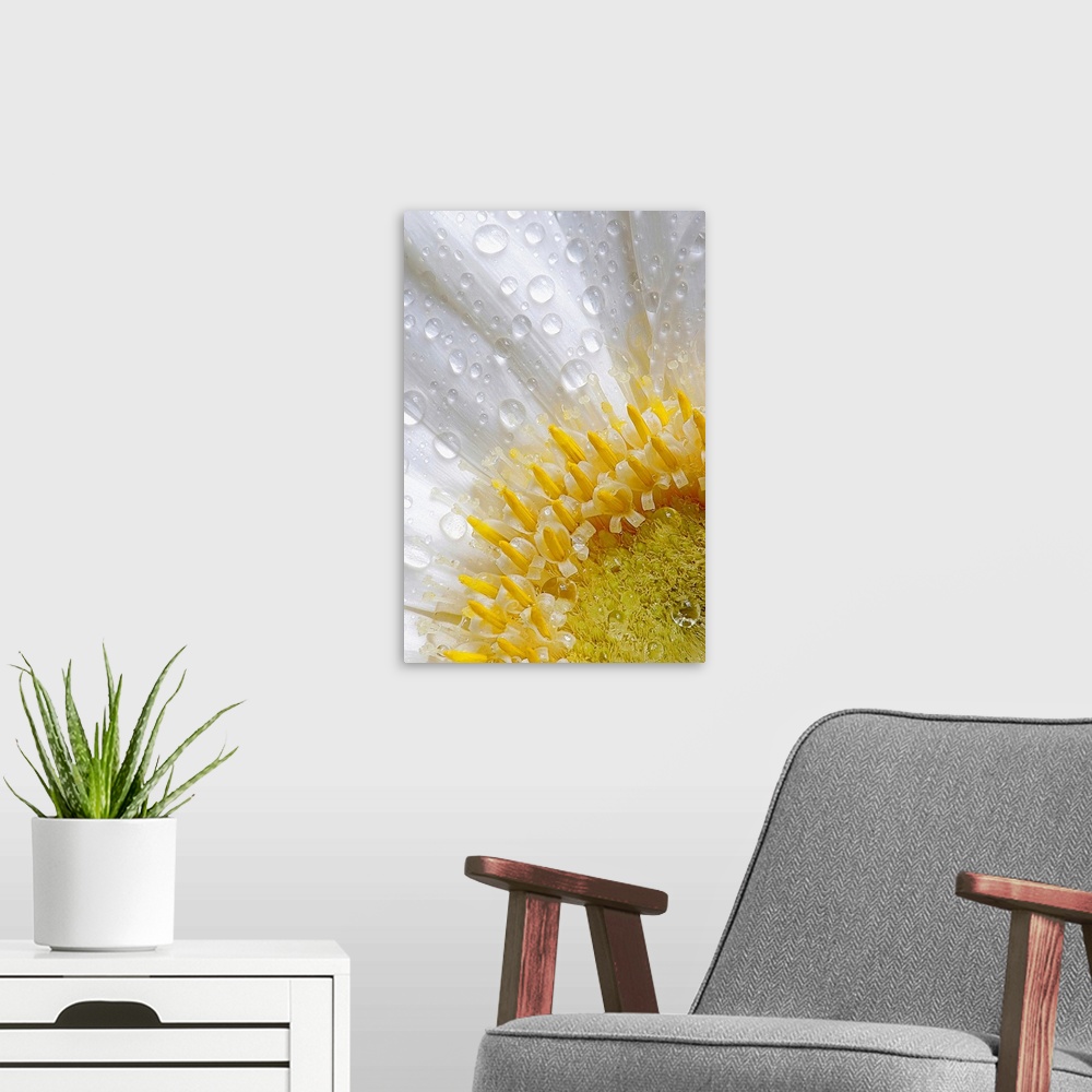 A modern room featuring Giant photograph focuses on an intense close-up of a flower covered with rain drops.