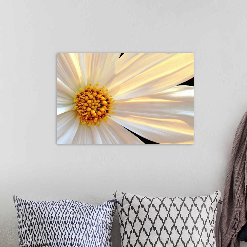 A bohemian room featuring Giant, horizontal close up photograph of a daisy that is sun lit from behind, with white and gold...