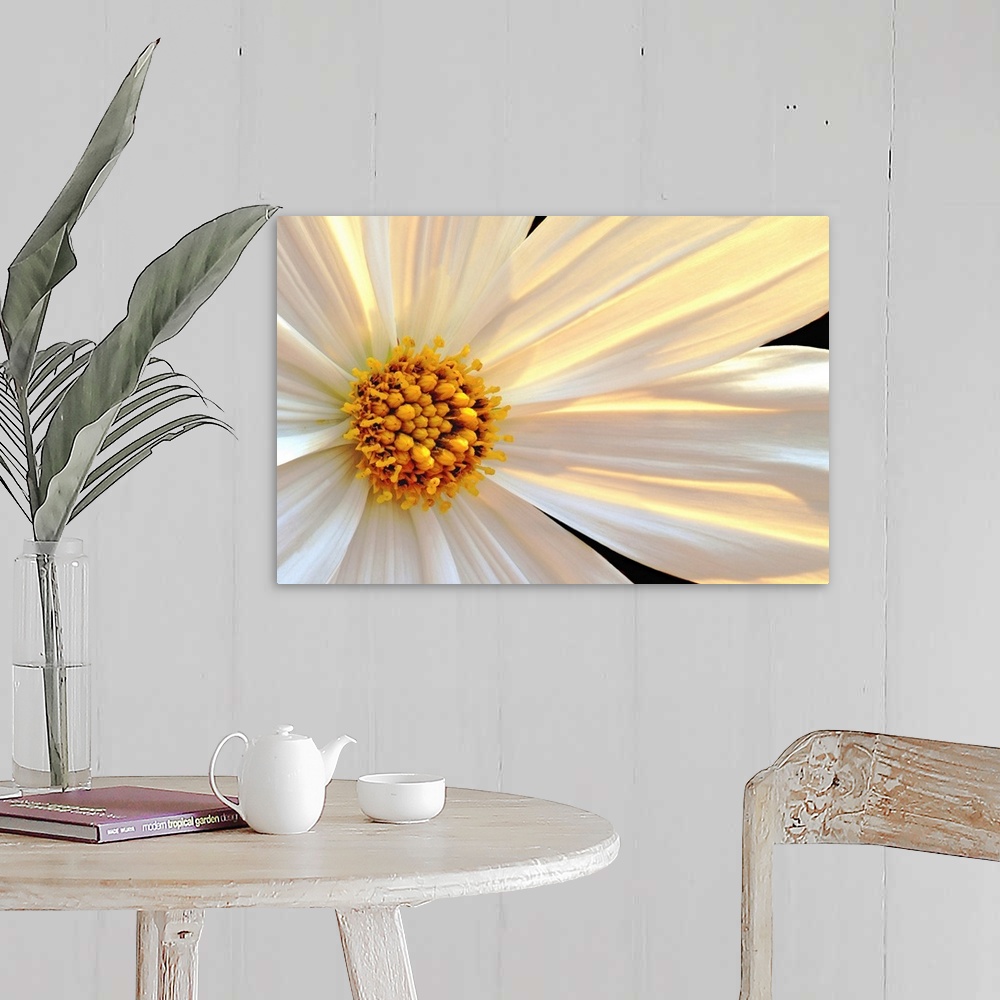 A farmhouse room featuring Giant, horizontal close up photograph of a daisy that is sun lit from behind, with white and gold...