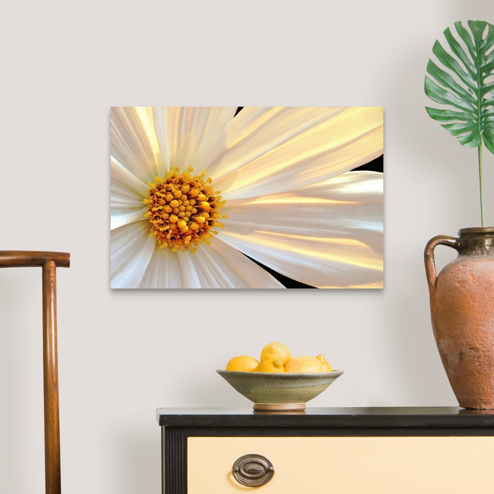 A traditional room featuring Giant, horizontal close up photograph of a daisy that is sun lit from behind, with white and gold...