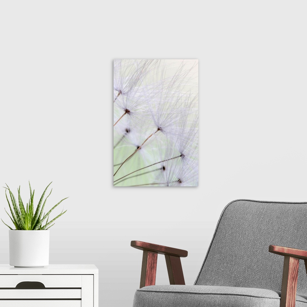 A modern room featuring A vertical, macro photograph of a fluffy seeds with long stems blowing in the wind.