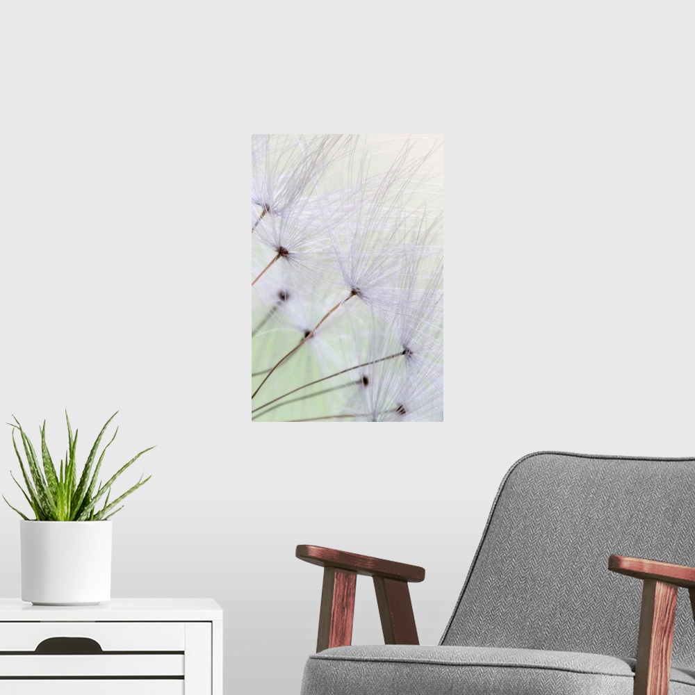 A modern room featuring A vertical, macro photograph of a fluffy seeds with long stems blowing in the wind.