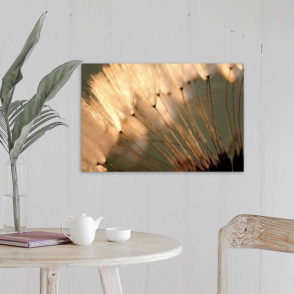 A farmhouse room featuring Landscape close up photograph of white, fluffy dandelion seeds at sunset.