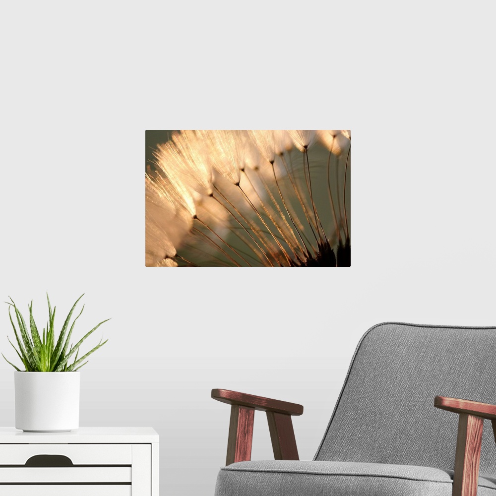 A modern room featuring Landscape close up photograph of white, fluffy dandelion seeds at sunset.