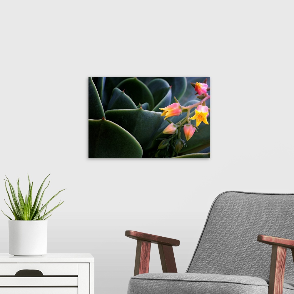 A modern room featuring Close up nature photograph of a succulent cactus and of tiny flower blossoms opening.