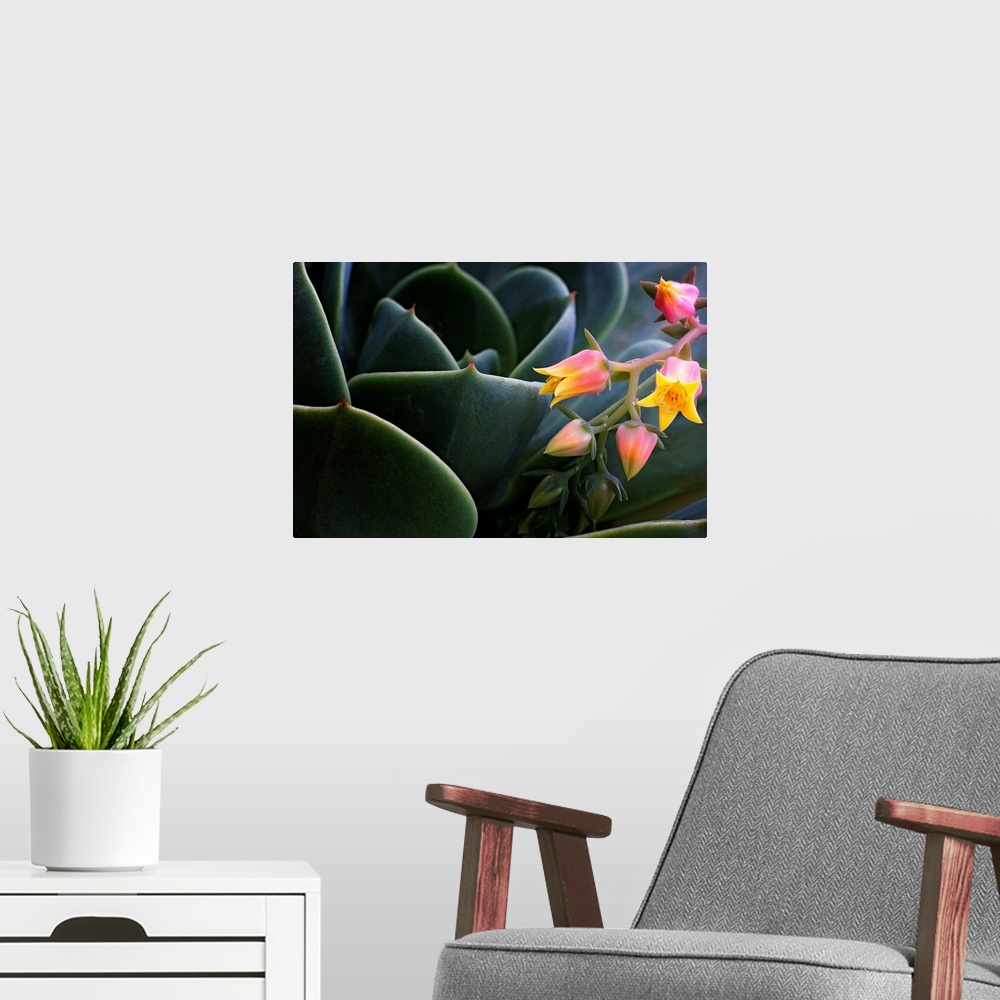 A modern room featuring Close up nature photograph of a succulent cactus and of tiny flower blossoms opening.