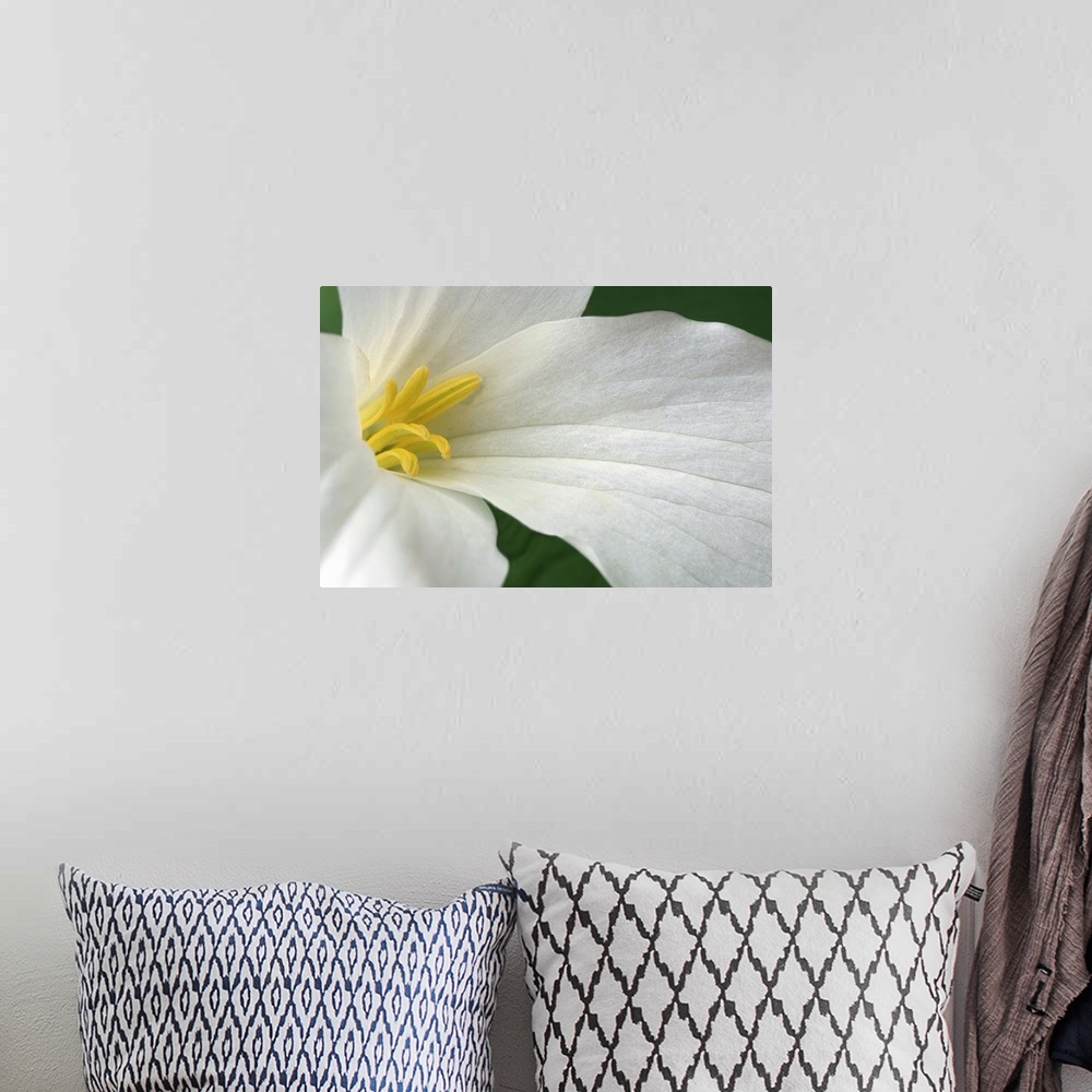 A bohemian room featuring Up close photograph of flower showing three petals and its stamen.   The vein structure in the pe...