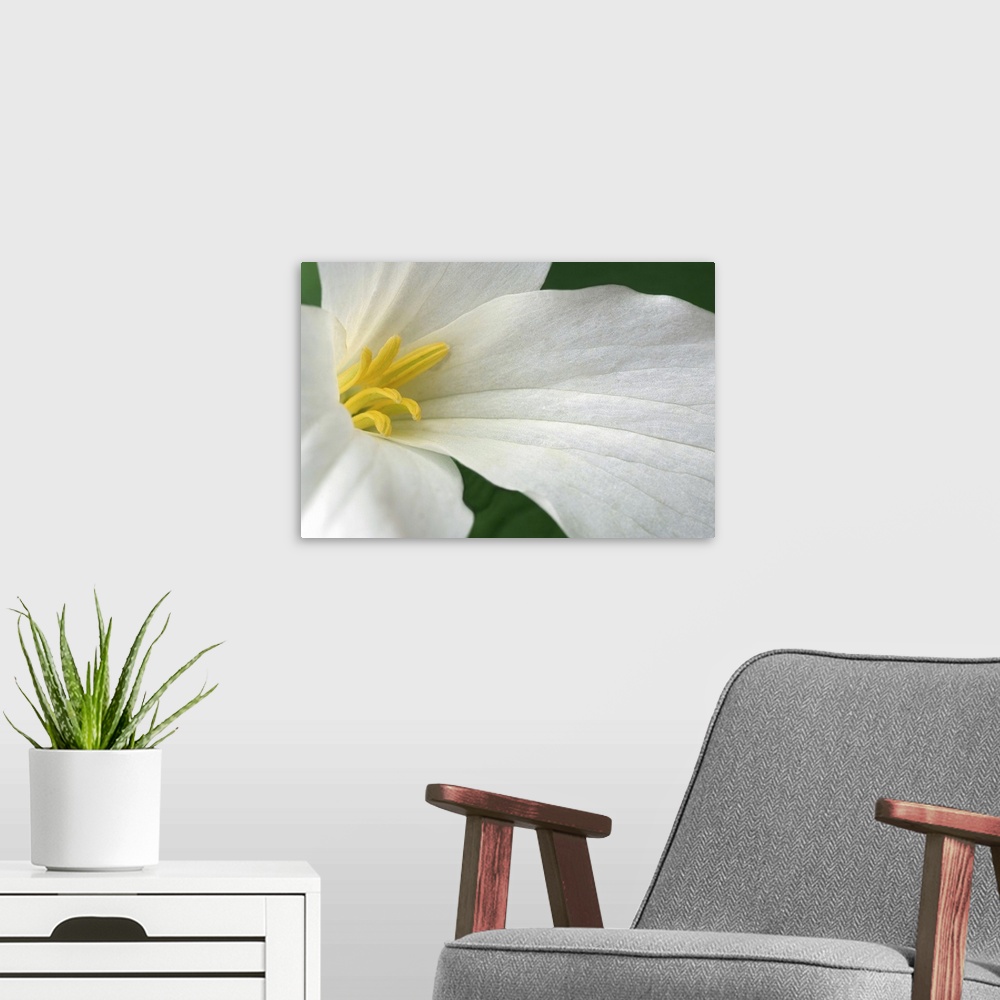 A modern room featuring Up close photograph of flower showing three petals and its stamen.   The vein structure in the pe...