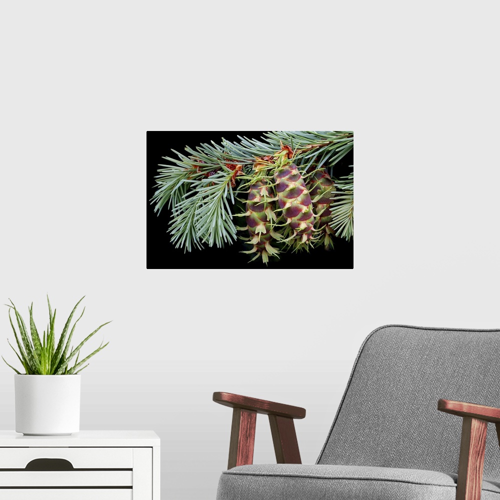 A modern room featuring Giant, landscape, close up photograph of an evergreen branch with several pinecone seedlings at t...