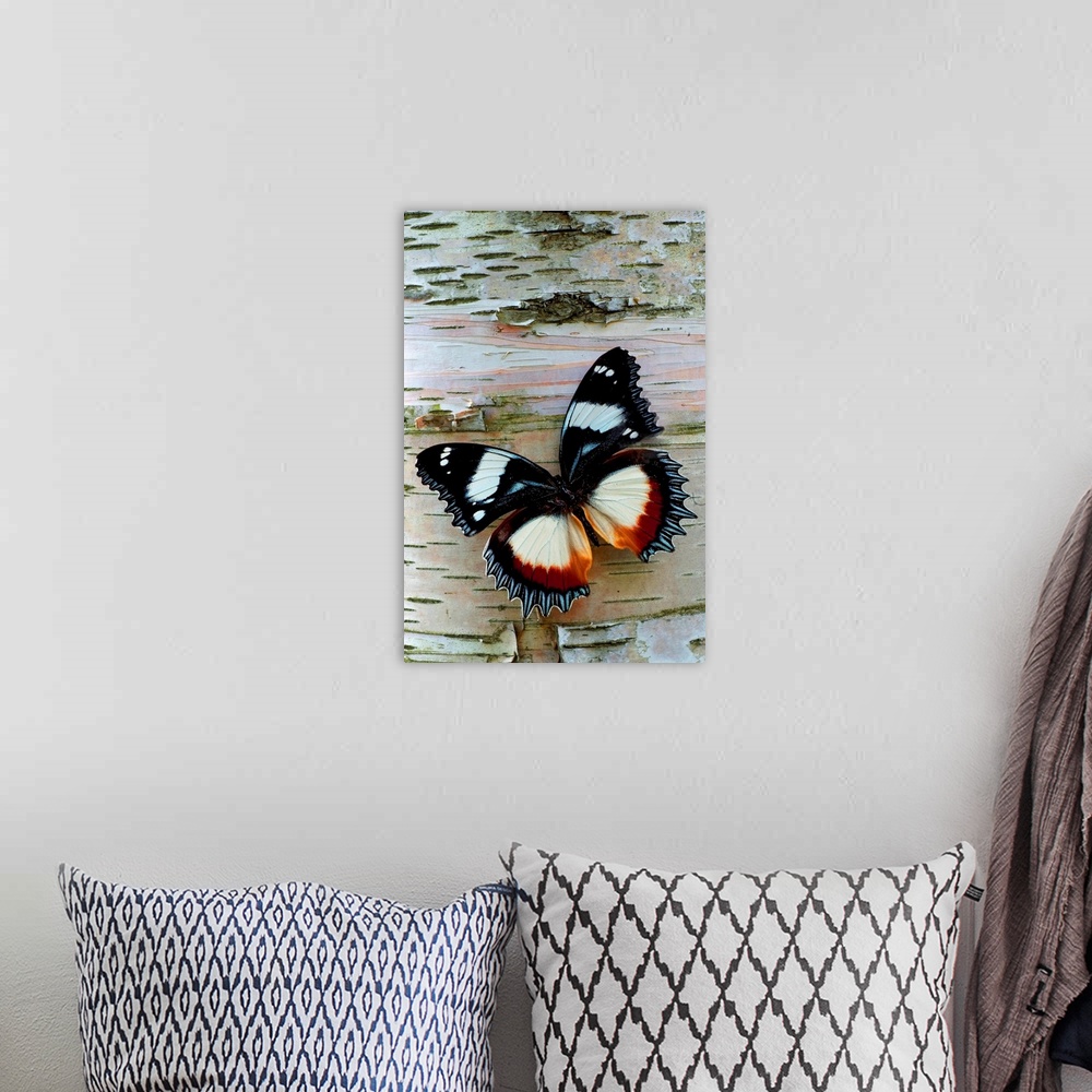 A bohemian room featuring Up-close vertical panoramic photograph of butterfly on tree bark.