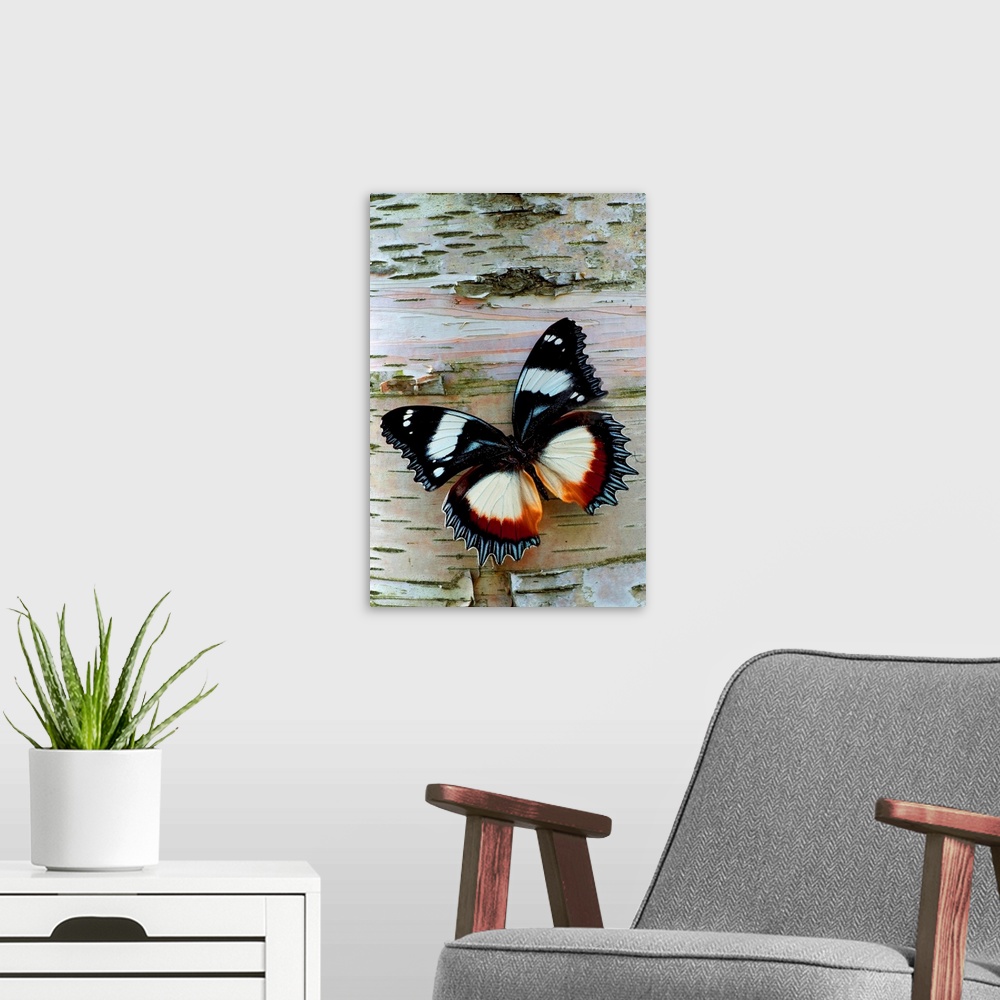 A modern room featuring Up-close vertical panoramic photograph of butterfly on tree bark.