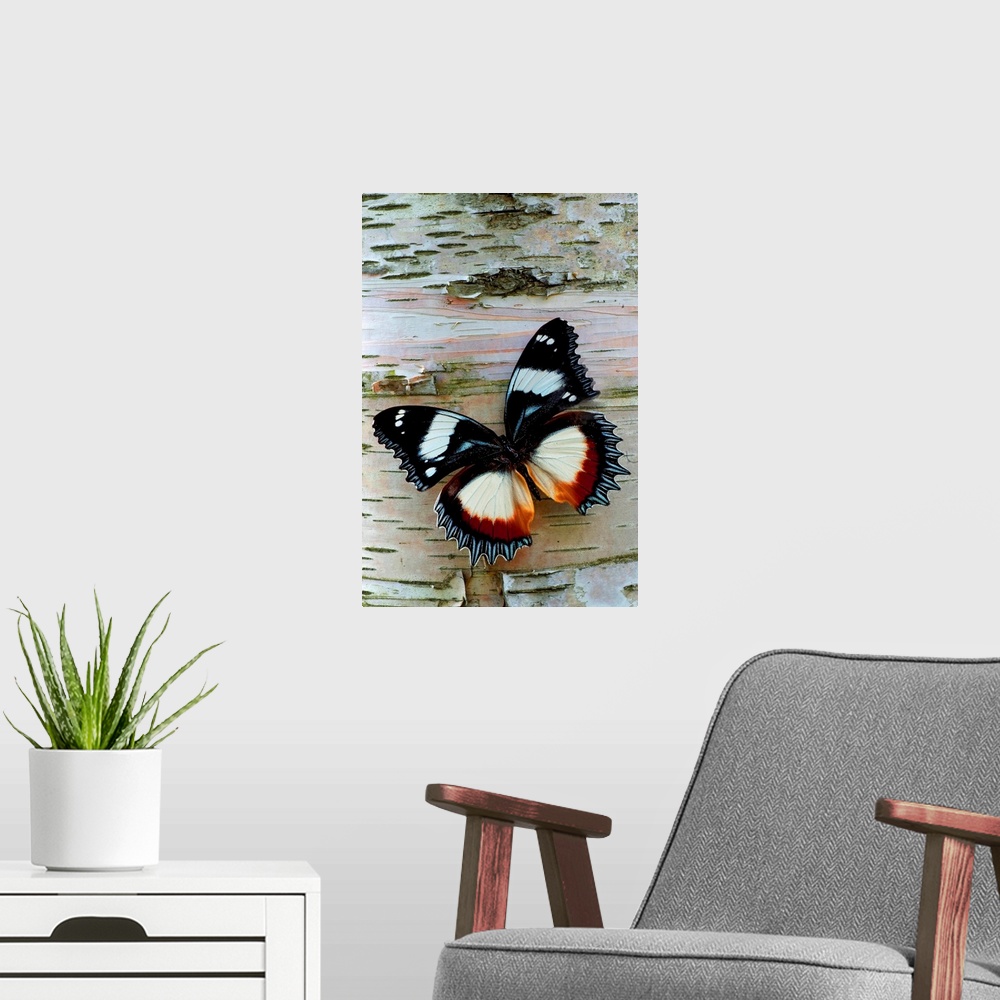 A modern room featuring Up-close vertical panoramic photograph of butterfly on tree bark.