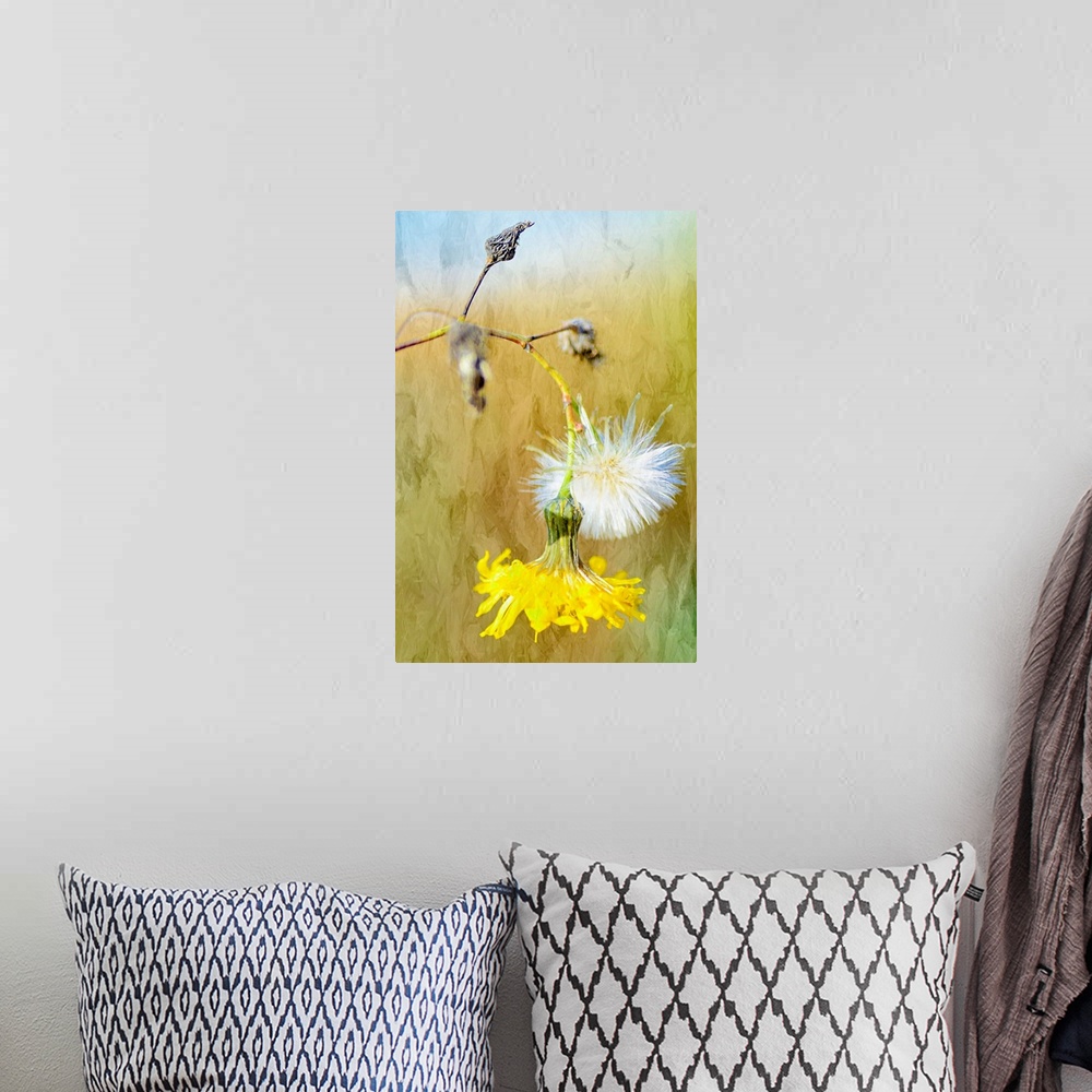 A bohemian room featuring Photograph of a close-up of seed pods and a yellow flower.