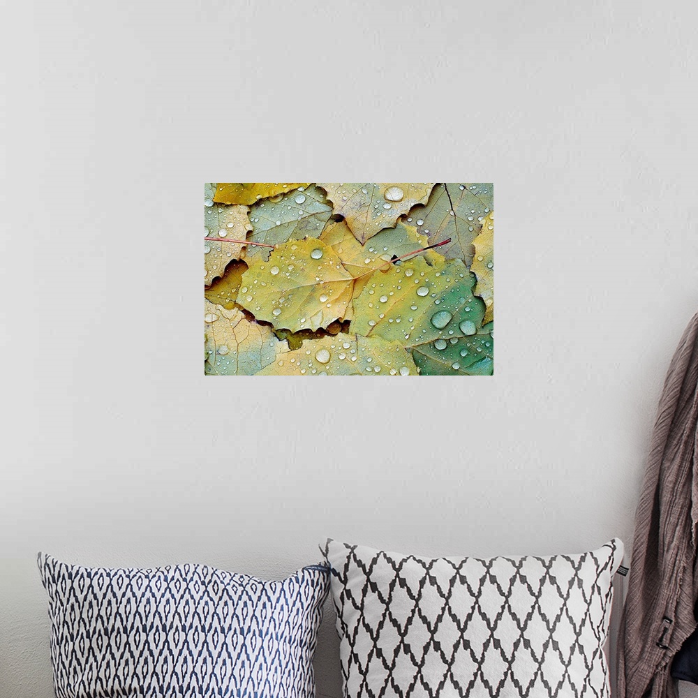 A bohemian room featuring Big photograph focuses on a bed of leaves soaked with rain drops from a recent shower.