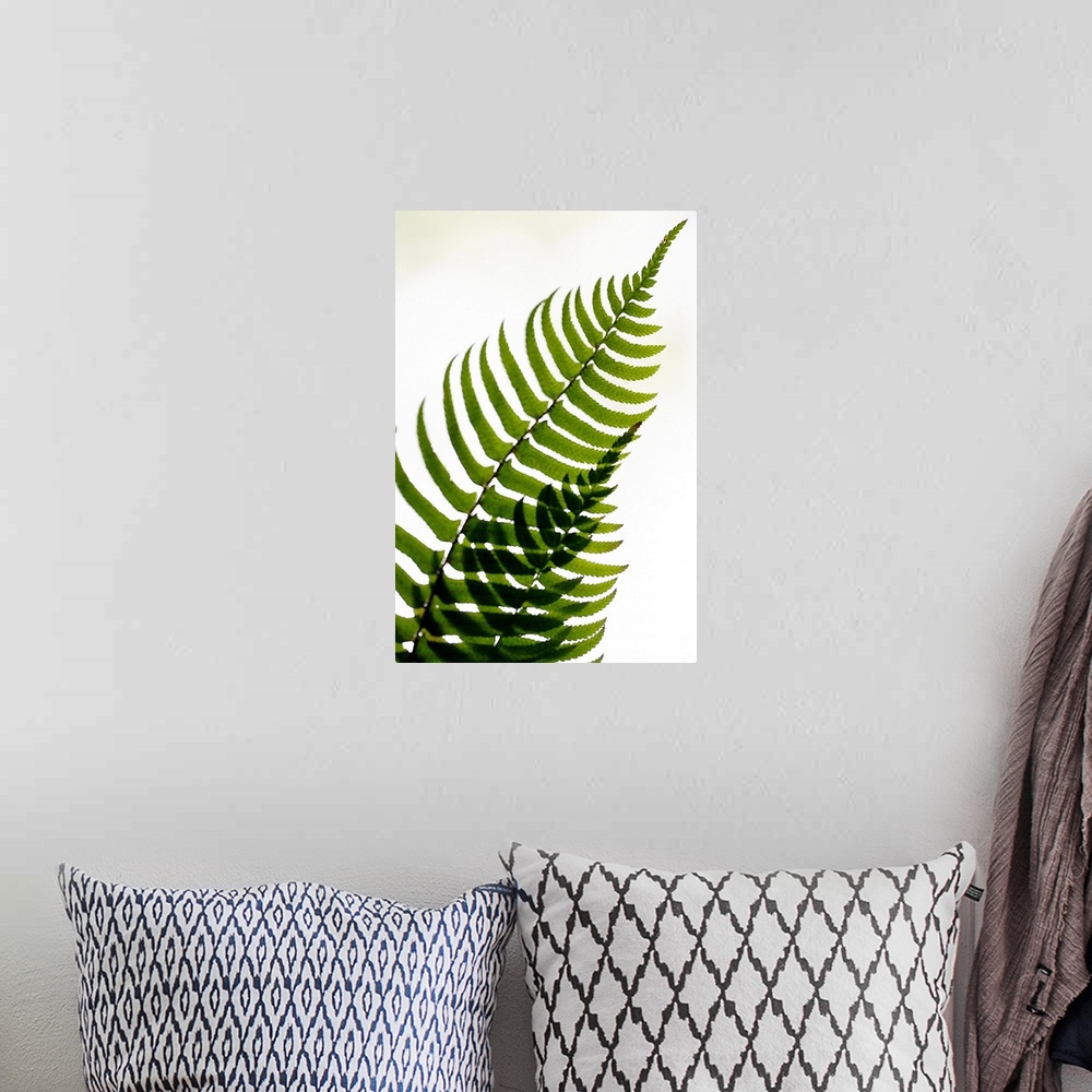 A bohemian room featuring Two fern fronds intersect to create an abstract pattern with their leaves on a plain white backgr...