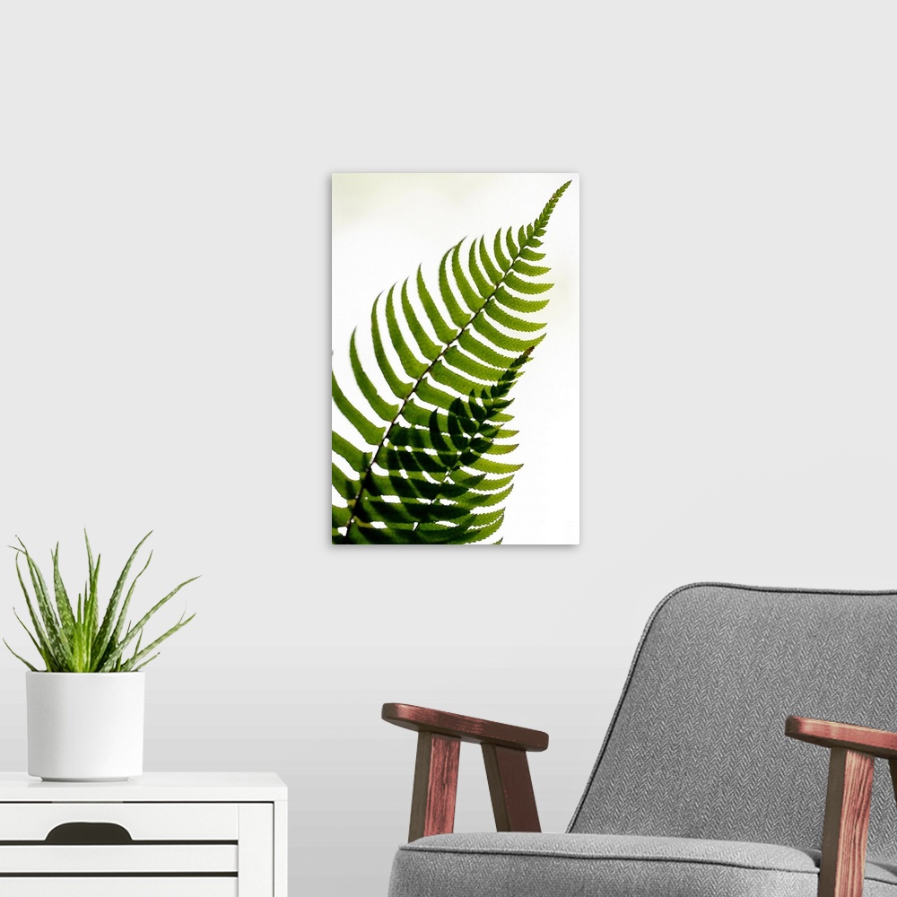 A modern room featuring Two fern fronds intersect to create an abstract pattern with their leaves on a plain white backgr...