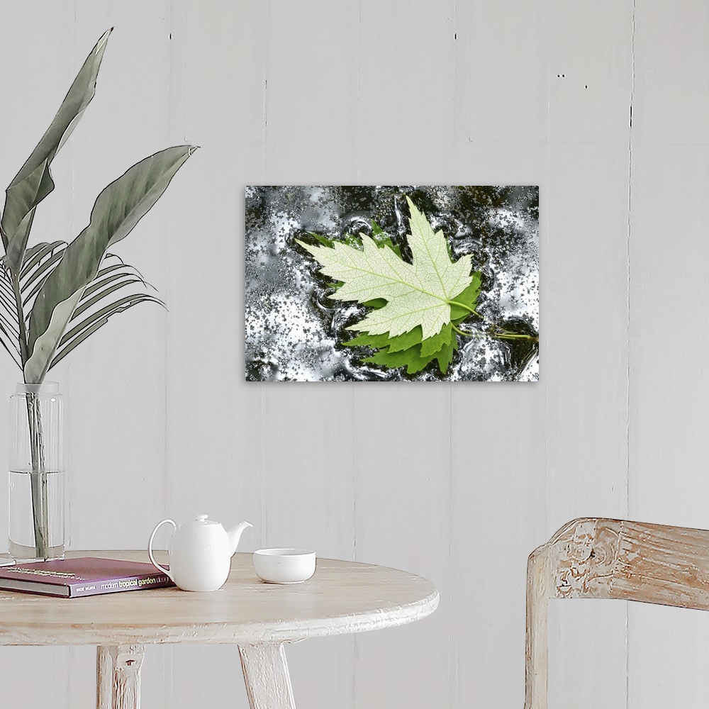 A farmhouse room featuring Floating Maple Leaves