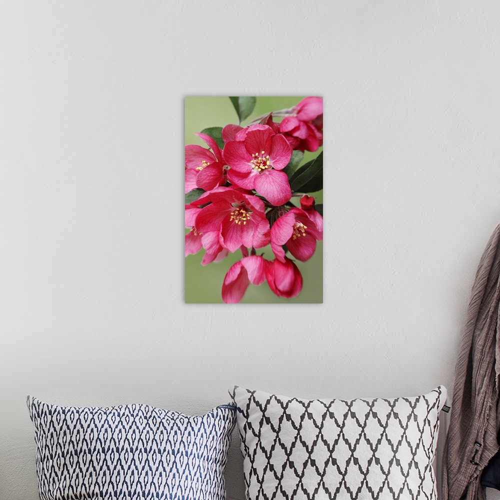A bohemian room featuring A long photograph taken of pink blooming flowers on a tree branch.