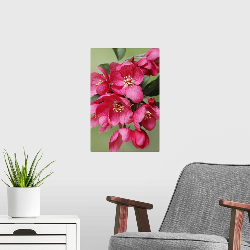A modern room featuring A long photograph taken of pink blooming flowers on a tree branch.