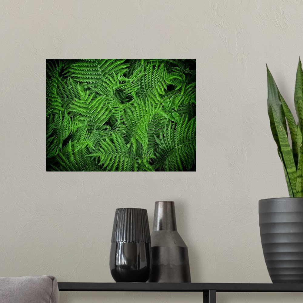 A modern room featuring Flowing Ferns