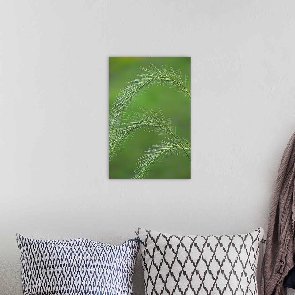 A bohemian room featuring Close-up photograph of foxtail grass.