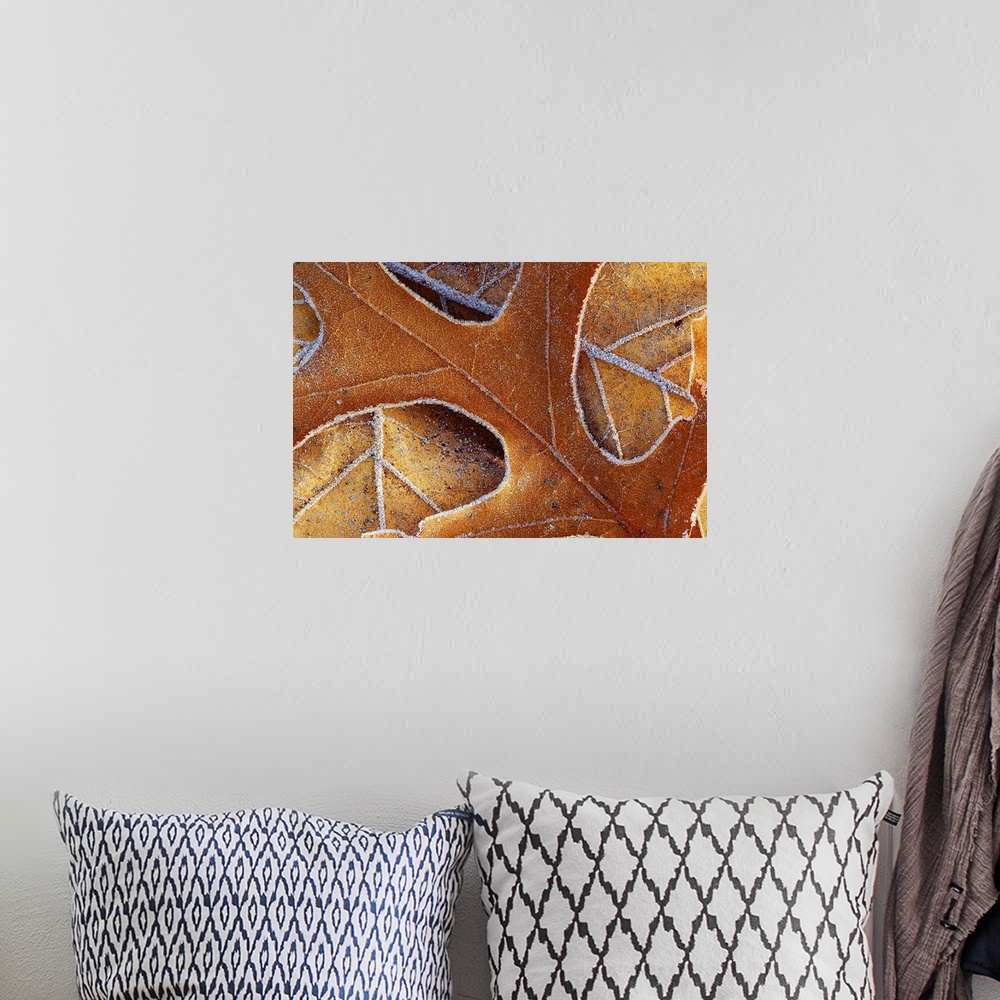 A bohemian room featuring Photo on canvas of the up close view of fall leaves with frost around their edges.