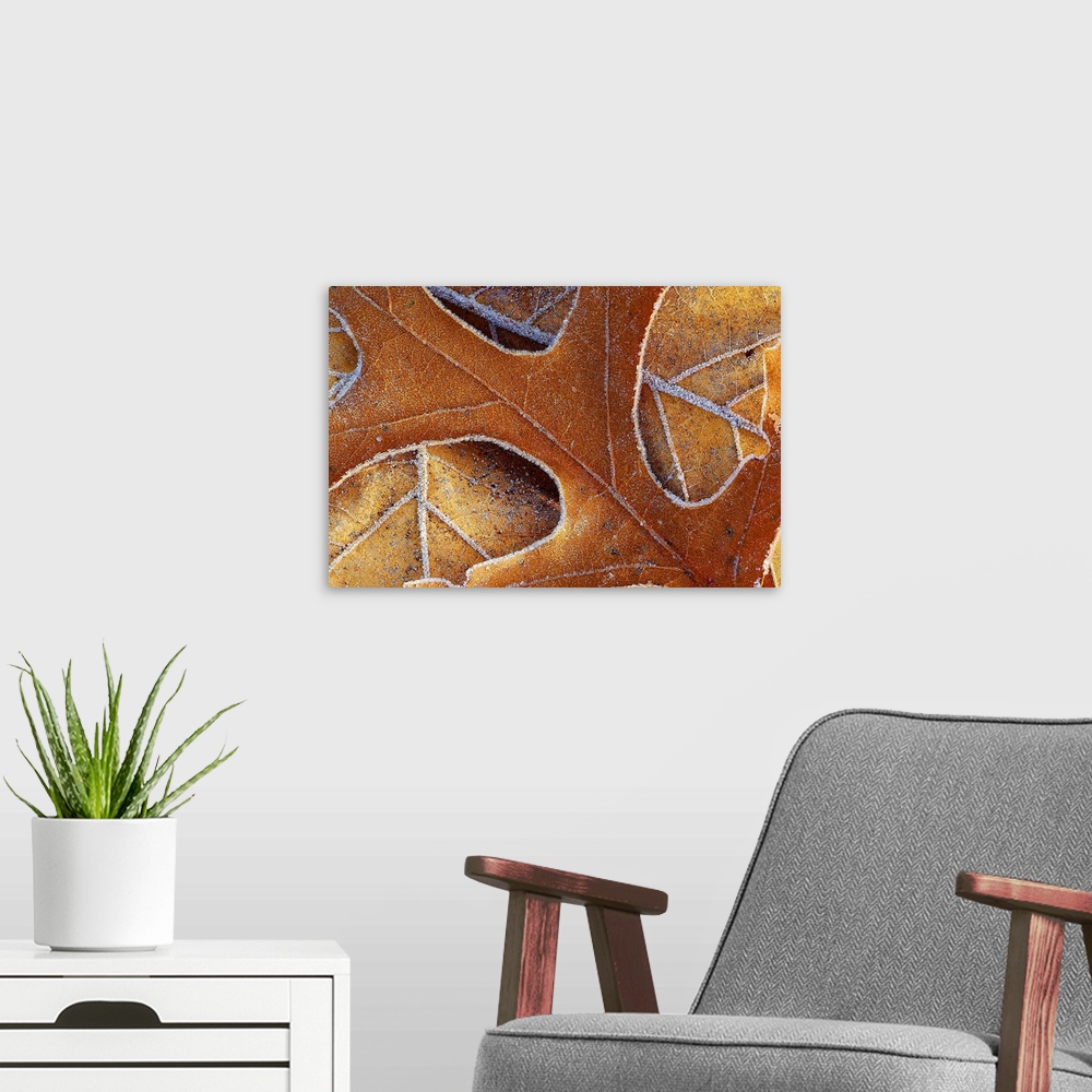 A modern room featuring Photo on canvas of the up close view of fall leaves with frost around their edges.