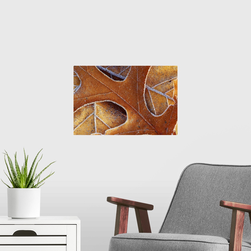 A modern room featuring Photo on canvas of the up close view of fall leaves with frost around their edges.