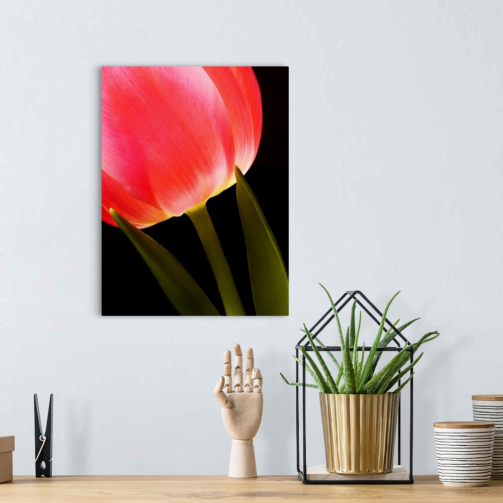 A bohemian room featuring Glowing Tulip