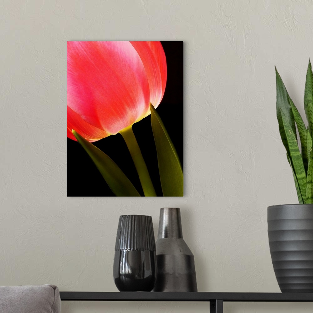 A modern room featuring Glowing Tulip