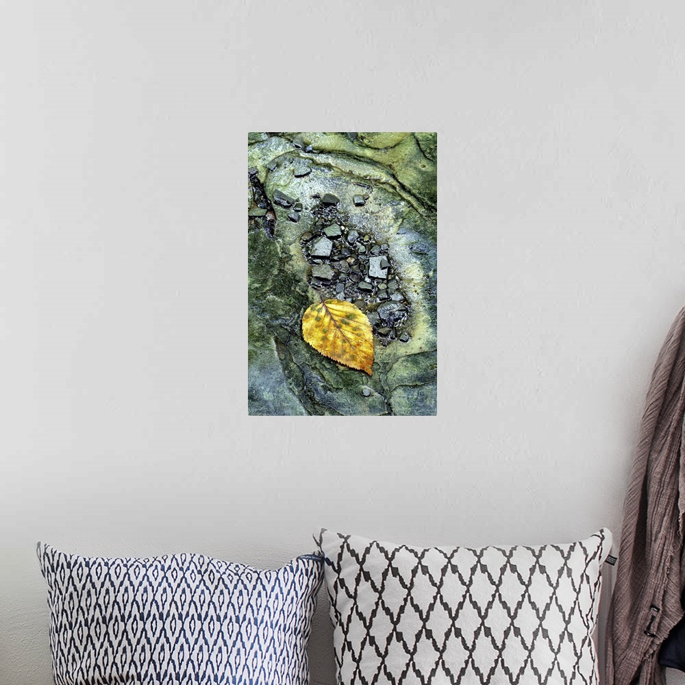 A bohemian room featuring Portrait, close up photograph of a golden leaf surrounded by small rocks in a stream.