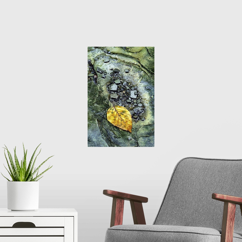 A modern room featuring Portrait, close up photograph of a golden leaf surrounded by small rocks in a stream.