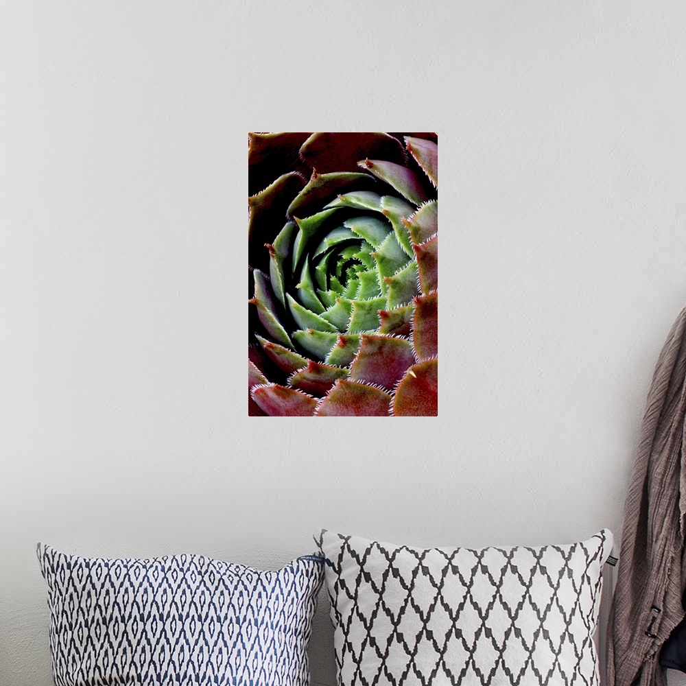 A bohemian room featuring A very closely taken photograph of the center of a succulent plant. Much detail is shown on its p...