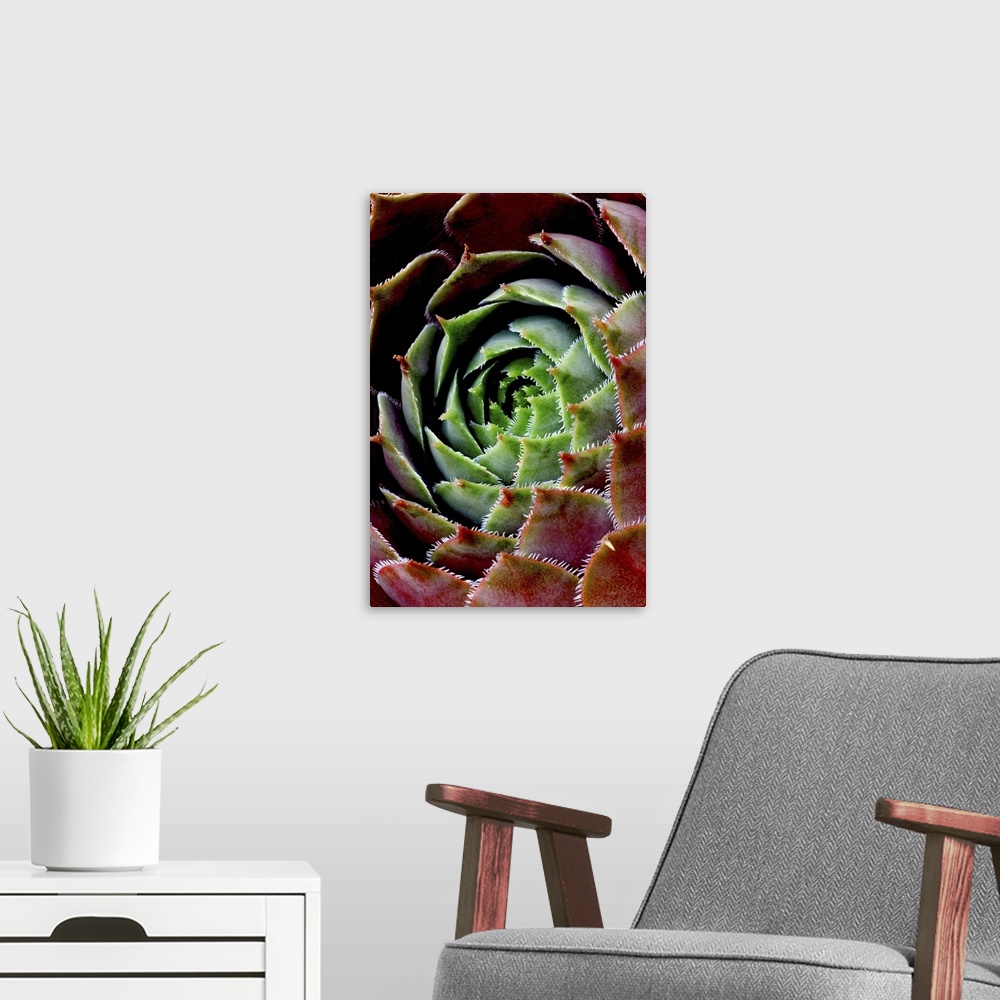 A modern room featuring A very closely taken photograph of the center of a succulent plant. Much detail is shown on its p...