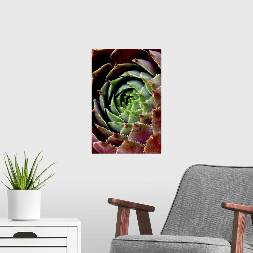A modern room featuring A very closely taken photograph of the center of a succulent plant. Much detail is shown on its p...