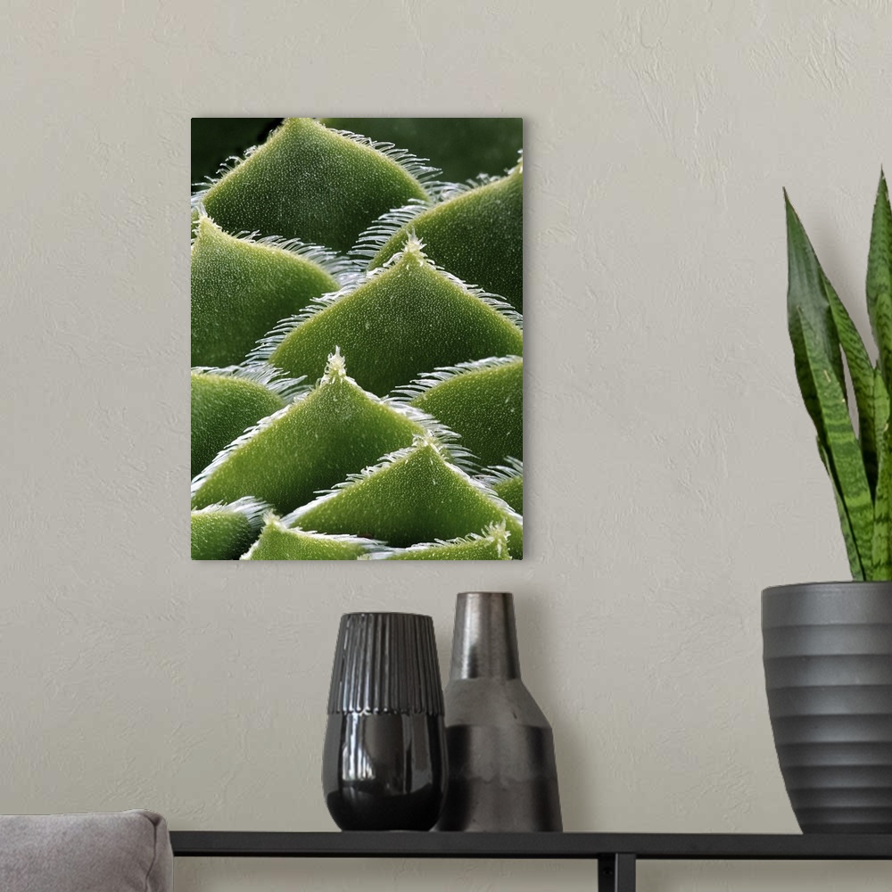 A modern room featuring Green Cactus Plant