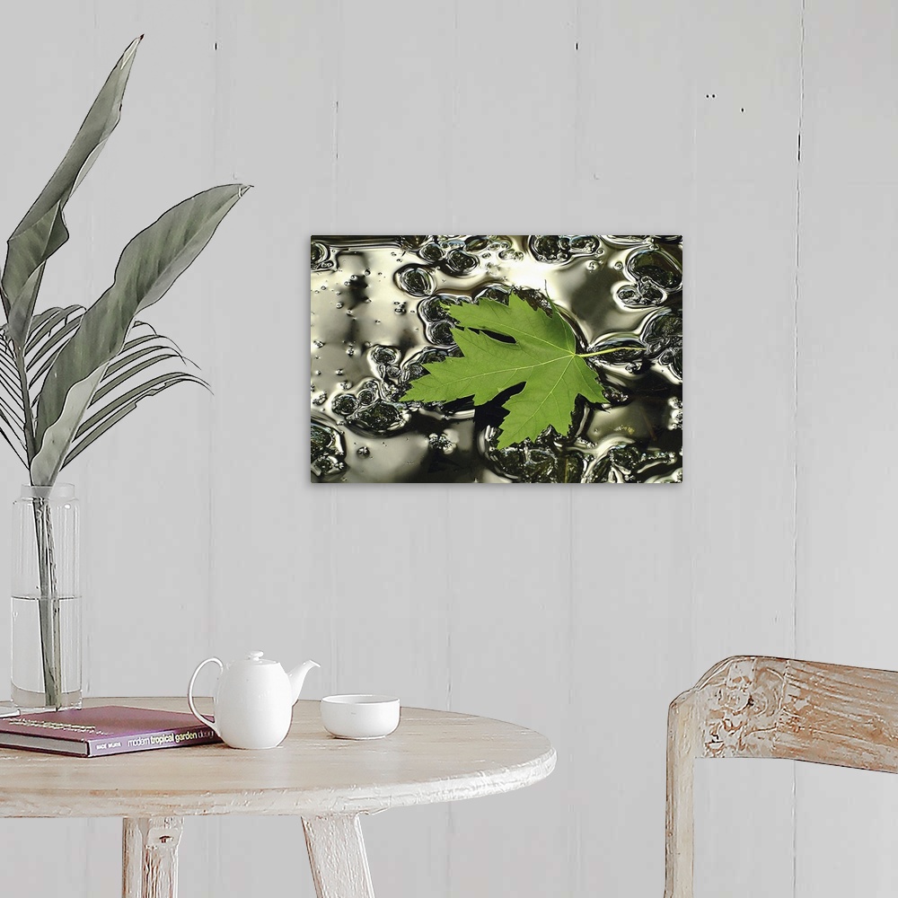 A farmhouse room featuring Giant photograph centers on an isolated leaf sitting on a small pool of water littered with bubbl...