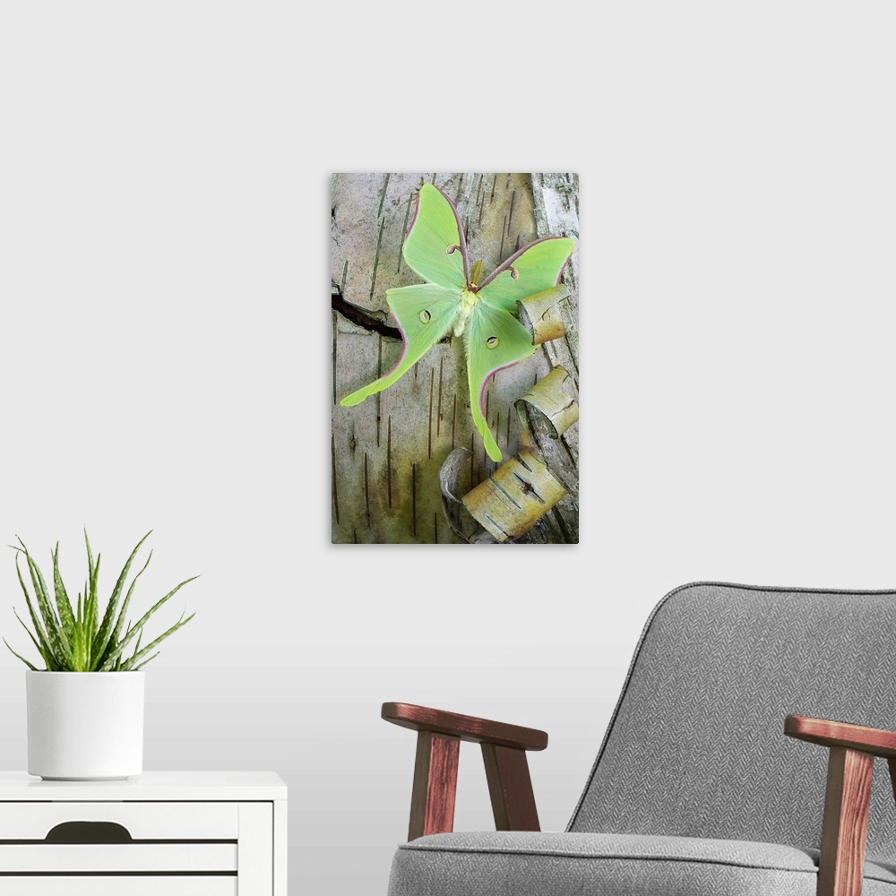 A modern room featuring Giant green moth on a peeling birch tree.