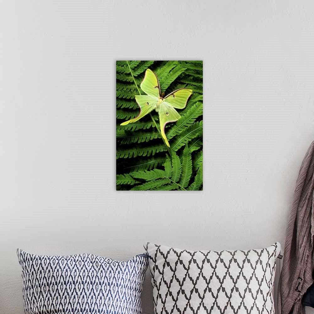 A bohemian room featuring Vertical, close up photograph on a large canvas of a big, bright green moth landed on a fern leaf.