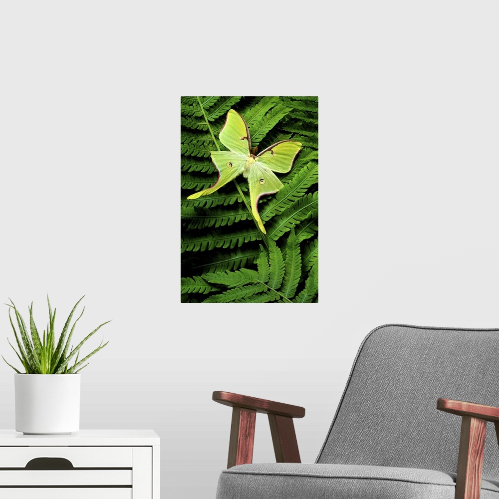 A modern room featuring Vertical, close up photograph on a large canvas of a big, bright green moth landed on a fern leaf.