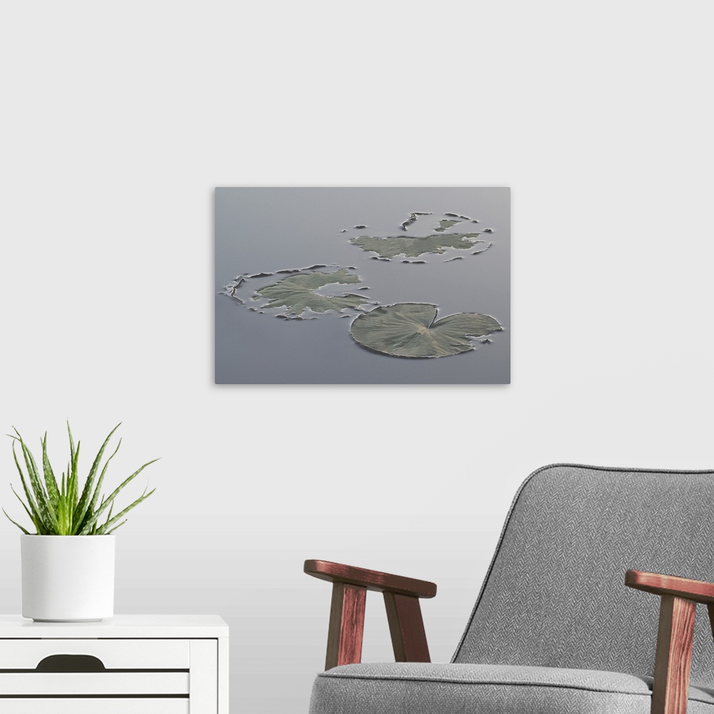 A modern room featuring Hint of Lilypads