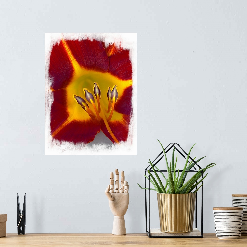 A bohemian room featuring A macro photograph of a red and yellow flower.