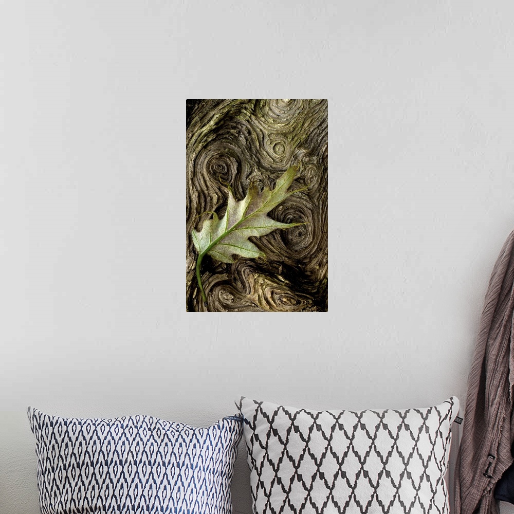 A bohemian room featuring A single leaf is photographed against tree bark that contains spirals.