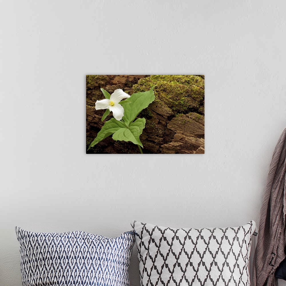 A bohemian room featuring Landscape, close up photograph of a single blooming flower, growing from rocky surface that is pa...