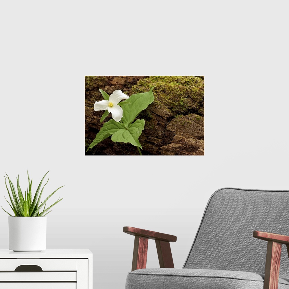 A modern room featuring Landscape, close up photograph of a single blooming flower, growing from rocky surface that is pa...