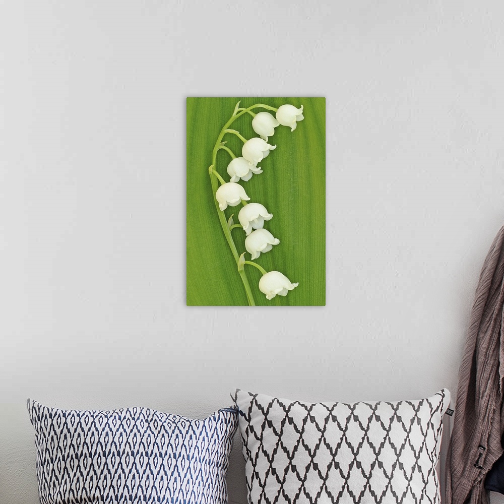 A bohemian room featuring Seven lily flowers are shown on a thin stem against a lined background creating a rough texture.