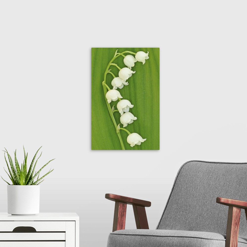 A modern room featuring Seven lily flowers are shown on a thin stem against a lined background creating a rough texture.