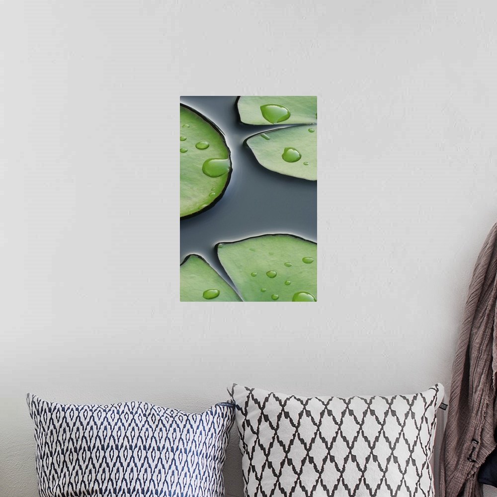 A bohemian room featuring Photograph taken closely of lily pads with large water droplets on them as they sit on the surfac...