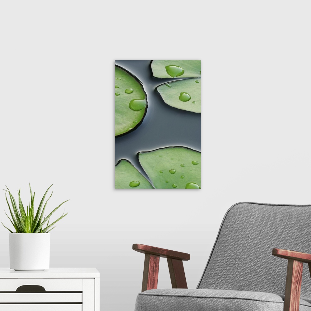 A modern room featuring Photograph taken closely of lily pads with large water droplets on them as they sit on the surfac...